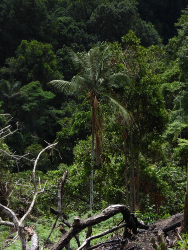 Ceroxylon quindiuense