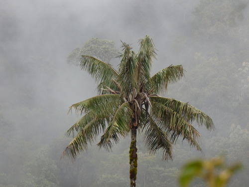 Ceroxylon quindiuense
