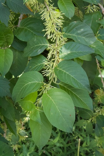 Cestrum latifolium