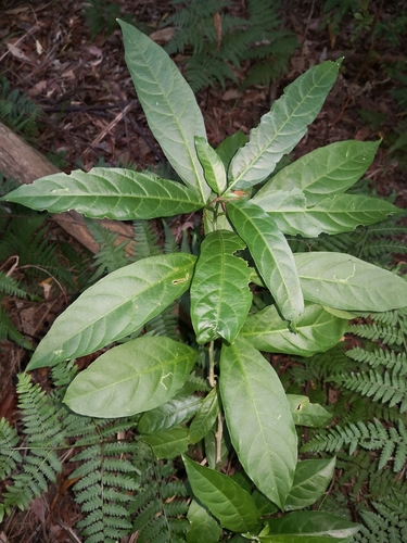 Cestrum nocturnum