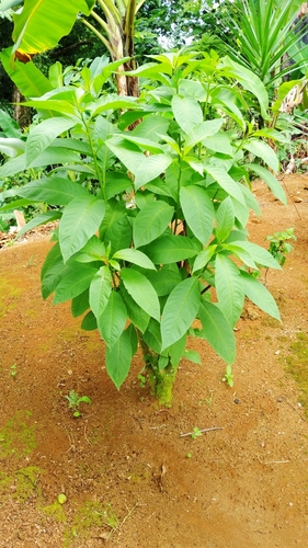 Cestrum racemosum