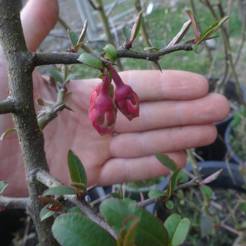 Chaenomeles cathayensis