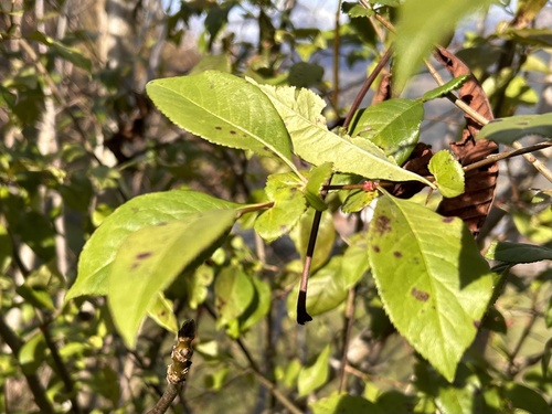 Chaenomeles x superba