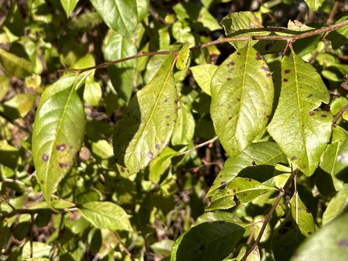 Chaenomeles x superba