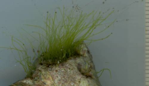 Chaetomorpha aerea