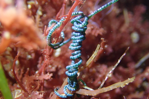 Chaetomorpha spiralis