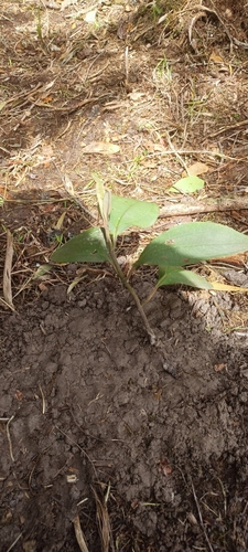 Chalybea macrocarpa