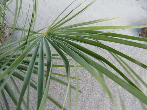 Chamaerops humilis