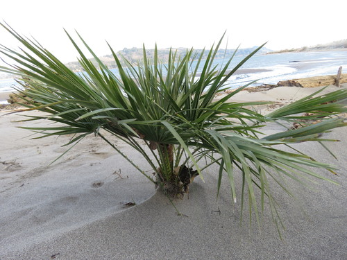 Chamaerops humilis