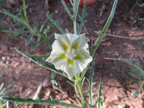 Chamaesaracha coronopus