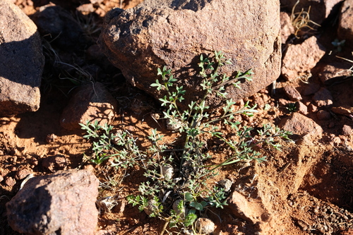 Chamarea longipedicellata