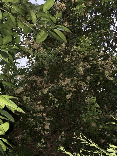 Chamissoa altissima