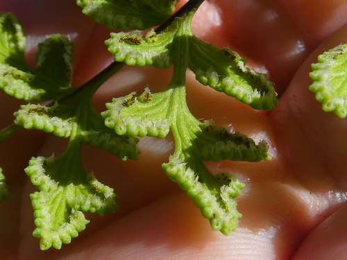 Cheilanthes capensis