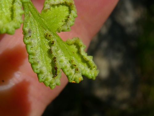 Cheilanthes capensis