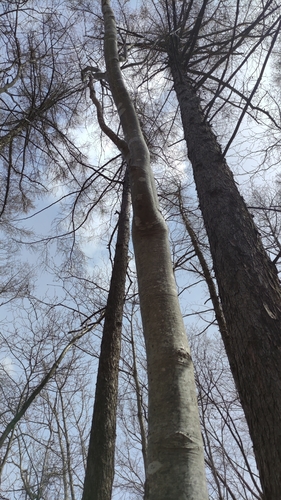 Chengiopanax sciadophylloides