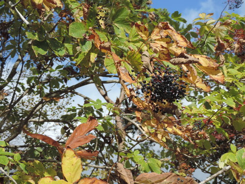 Chengiopanax sciadophylloides