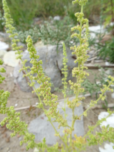 Chenopodium botrys