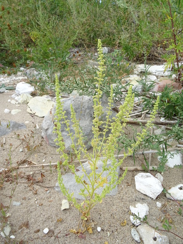 Chenopodium botrys