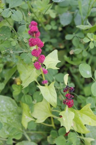 Chenopodium capitatum