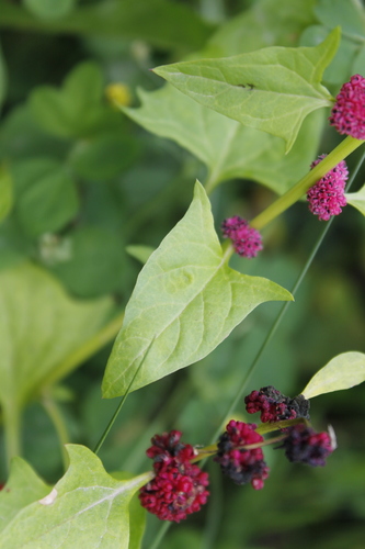 Chenopodium capitatum