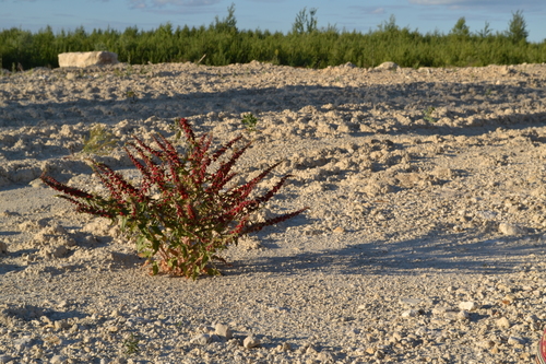 Chenopodium foliosum
