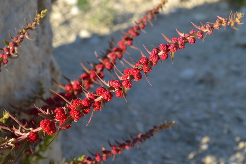 Chenopodium foliosum