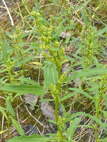 Chenopodium glaucum