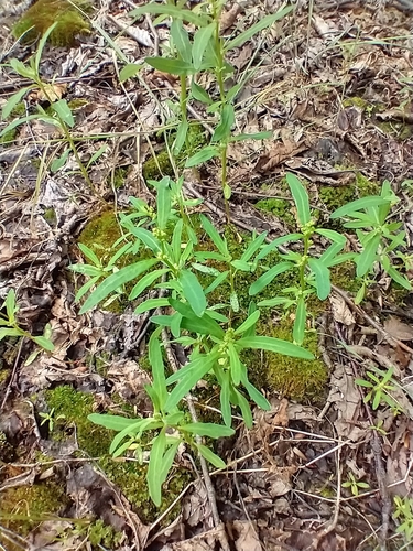Chenopodium glaucum