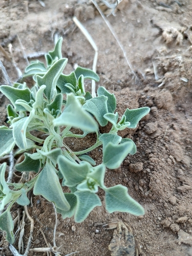 Chenopodium incanum