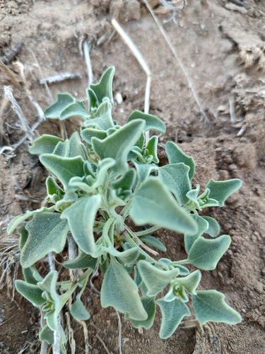Chenopodium incanum