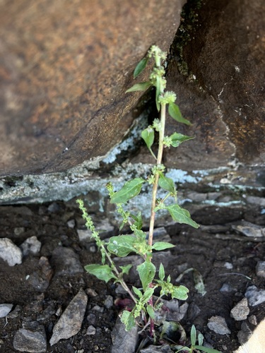 Chenopodium overi