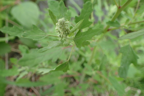 Chenopodium serotinum