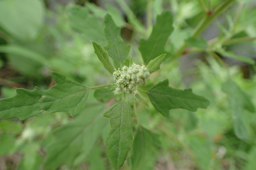 Chenopodium serotinum