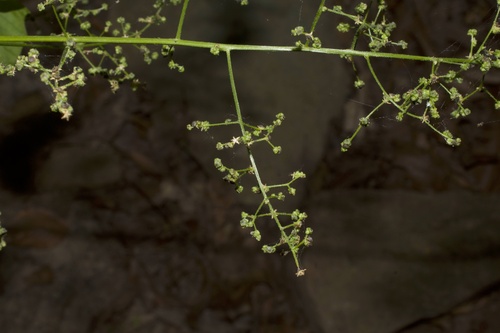Chenopodium simplex