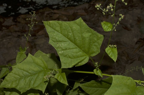Chenopodium simplex