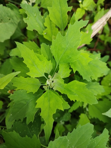 Chenopodium suecicum