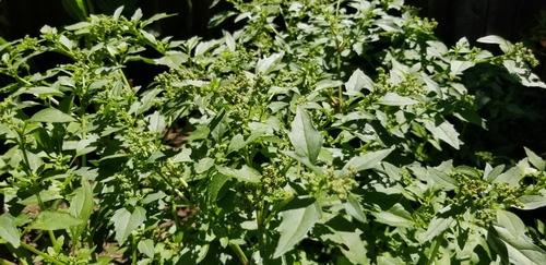 Chenopodium vulvaria