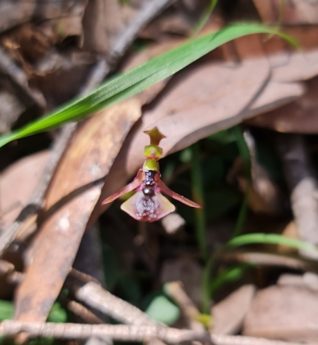 Chiloglottis platyptera