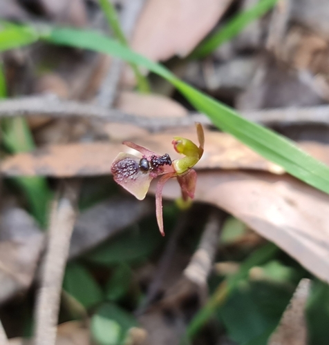Chiloglottis platyptera