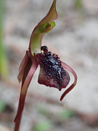 Chiloglottis reflexa