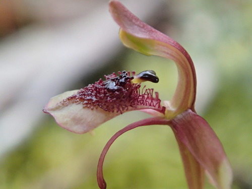 Chiloglottis reflexa