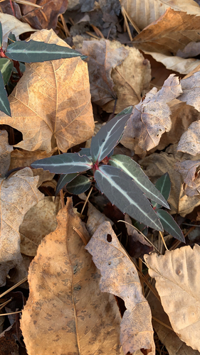 Chimaphila maculata