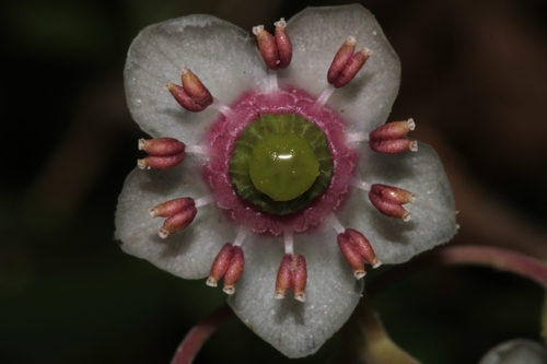 Chimaphila umbellata