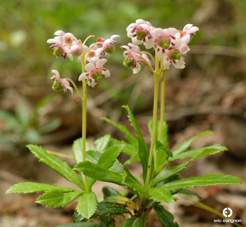 Chimaphila umbellata