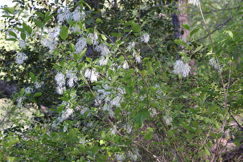 Chionanthus virginicus