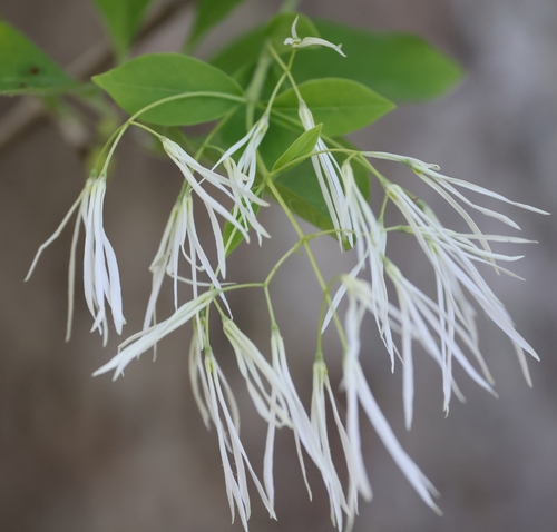Chionanthus virginicus