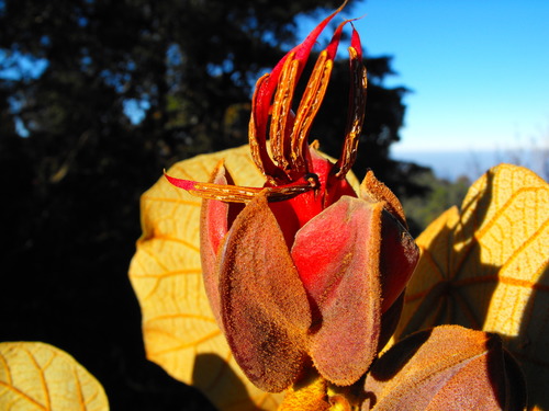 Chiranthodendron pentadactylon