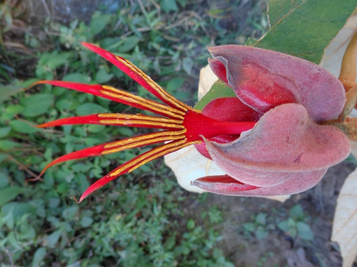Chiranthodendron pentadactylon