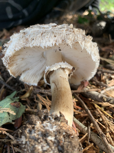 Chlorophyllum rhacodes