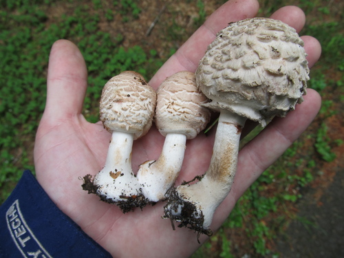 Chlorophyllum rhacodes